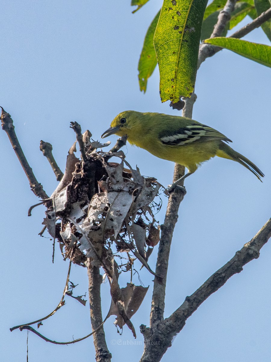 Common Iora - ML646636363