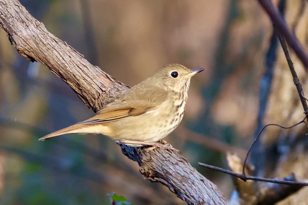 Tordo di Pallas - ML646636365