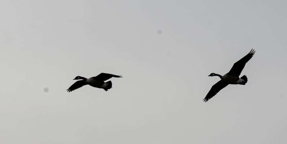 Canada Goose - ML646636368