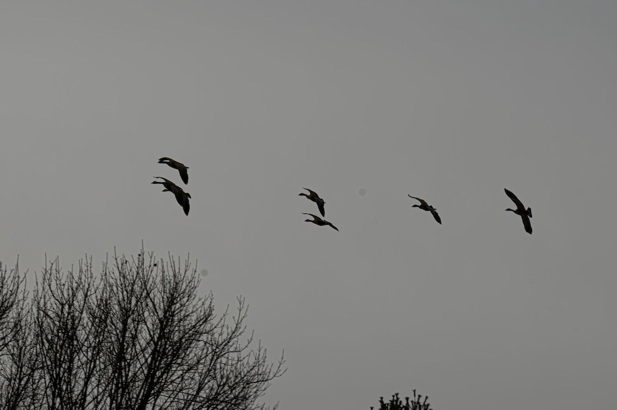 Canada Goose - ML646636369