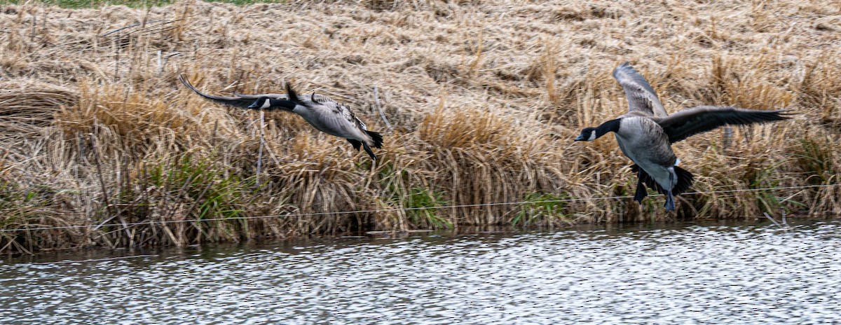 Canada Goose - ML646636372
