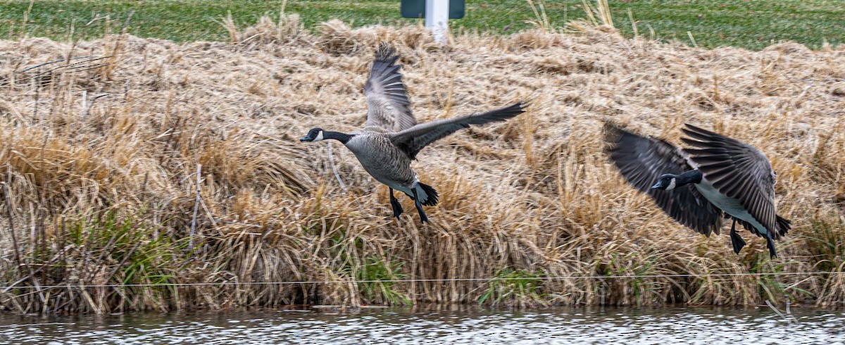 Canada Goose - ML646636374