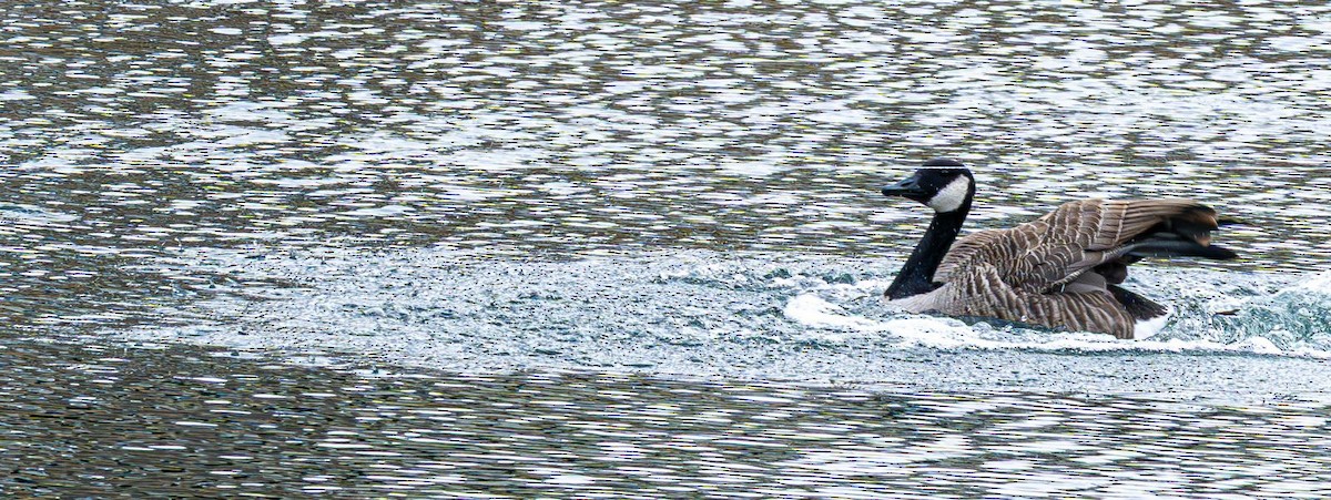 Canada Goose - ML646636375