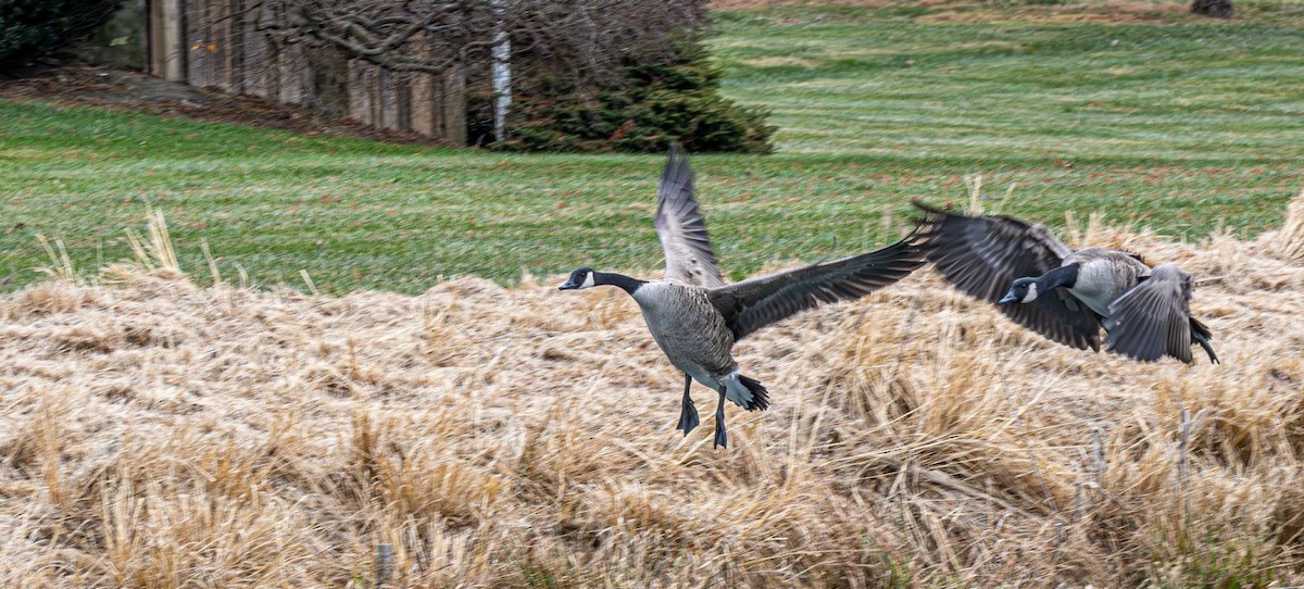 Canada Goose - ML646636376