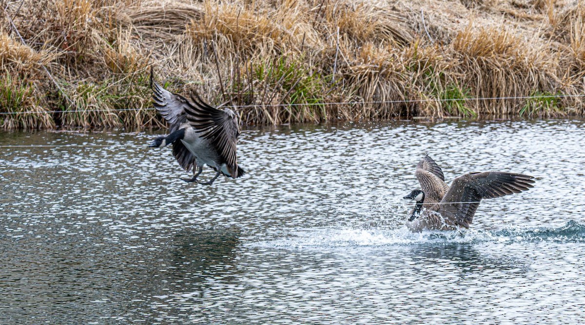 Canada Goose - ML646636377