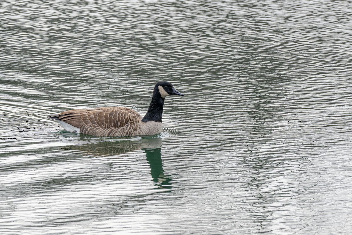 Canada Goose - ML646636378
