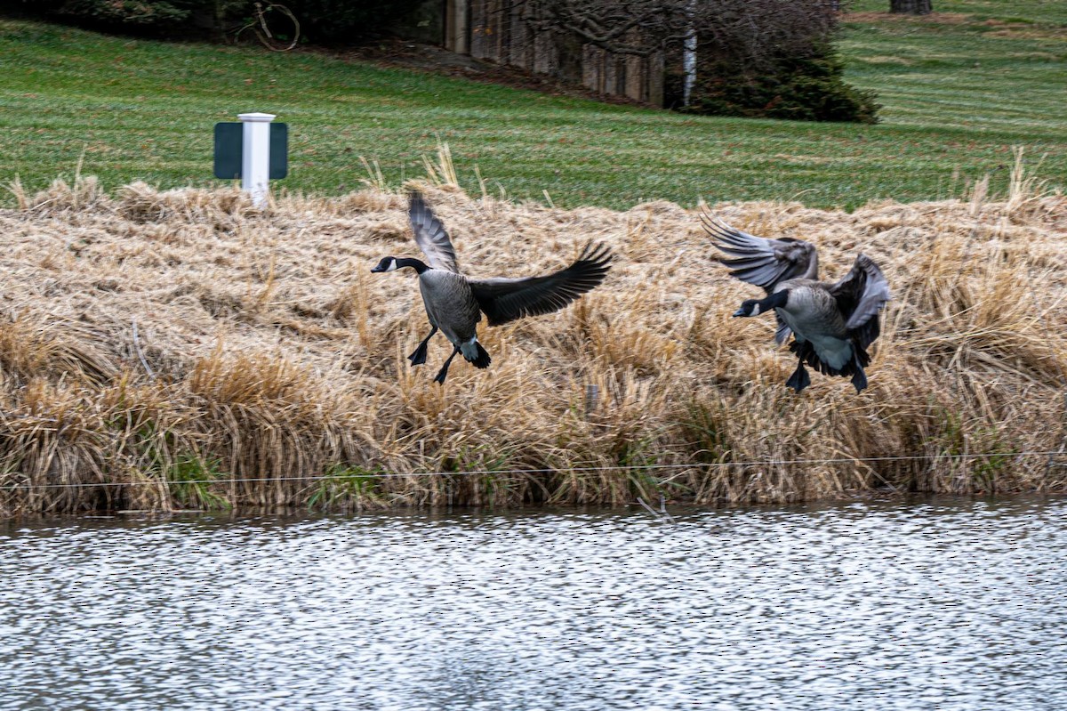 Canada Goose - ML646636379