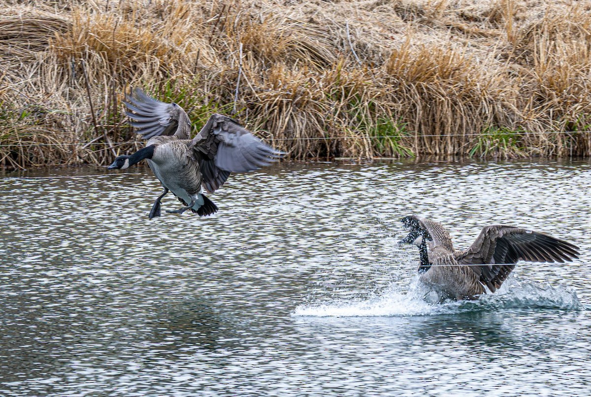 Canada Goose - ML646636380