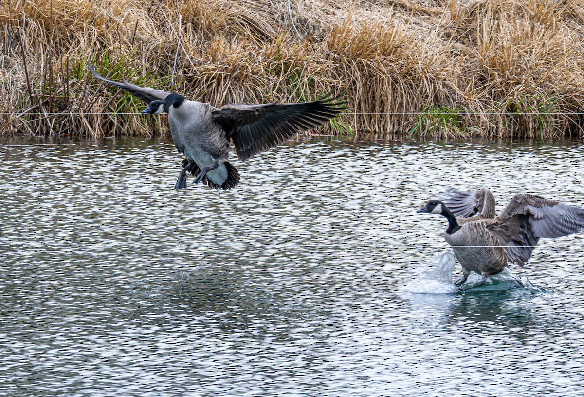 Canada Goose - ML646636382