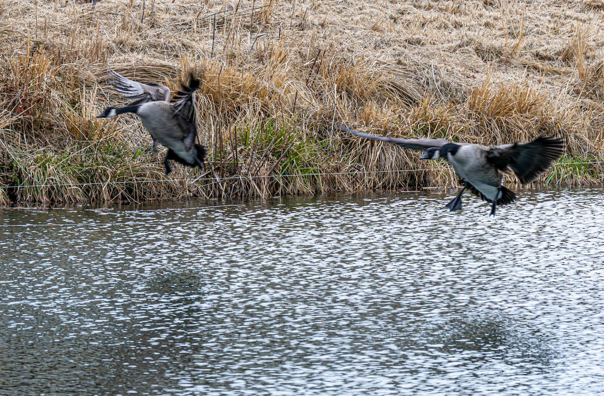 Canada Goose - ML646636383