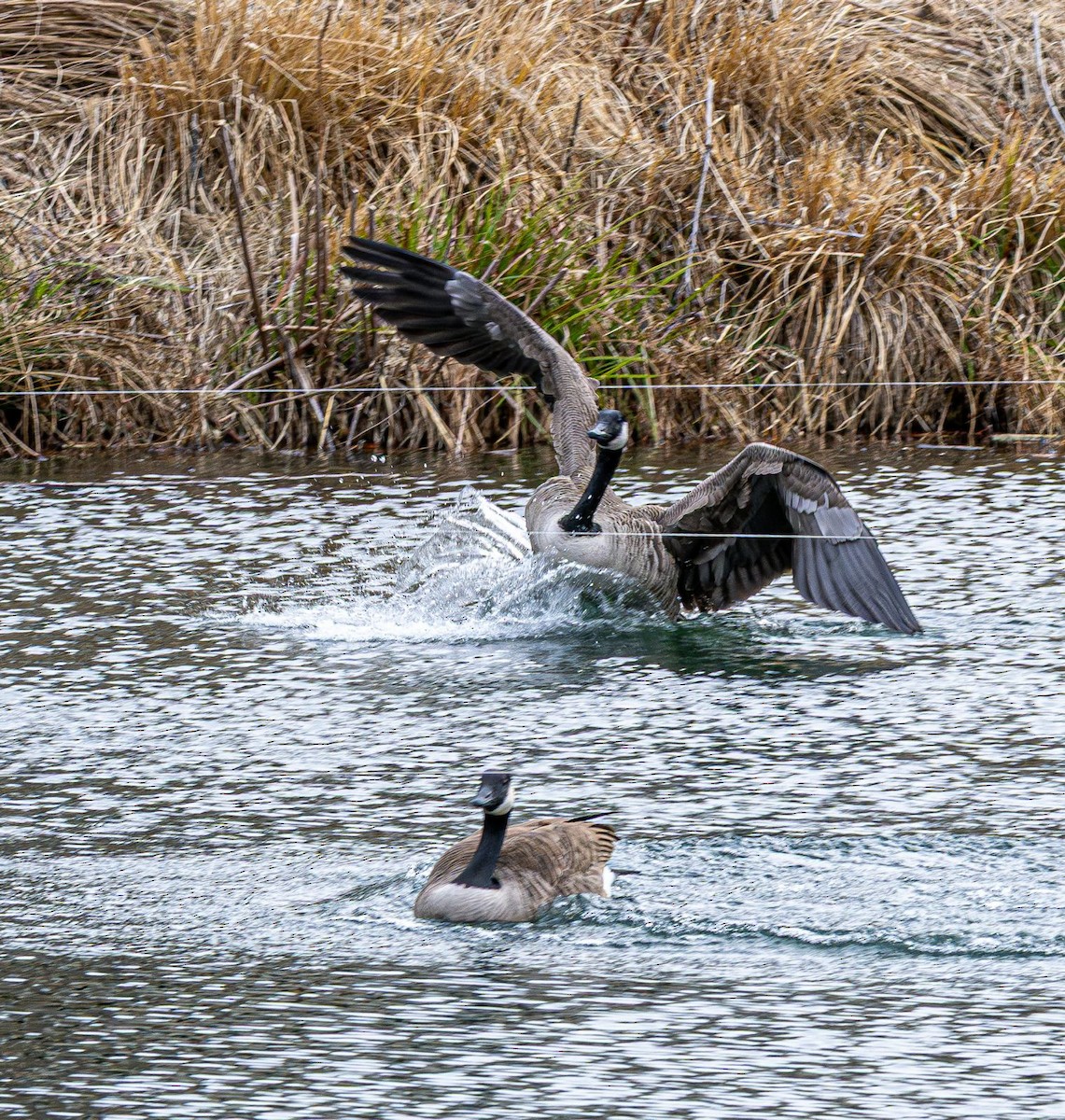 Canada Goose - ML646636384