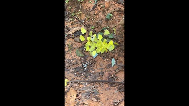 Animales - ML646636385