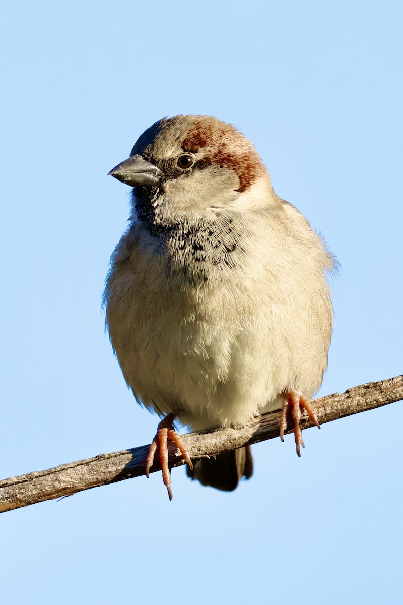 Passera oltremontana - ML646636387