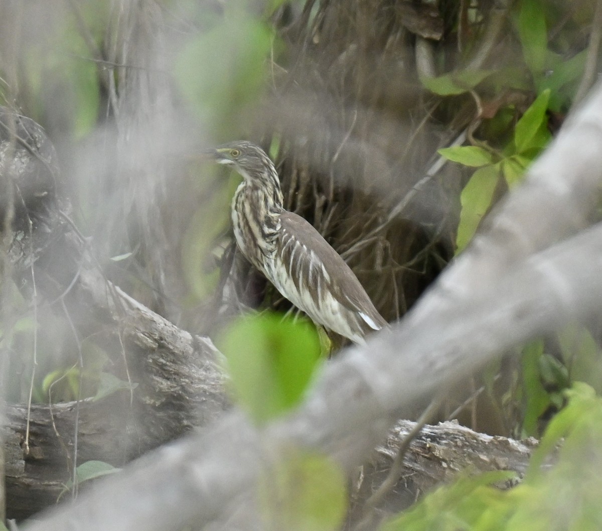 pond-heron sp. - ML646636388