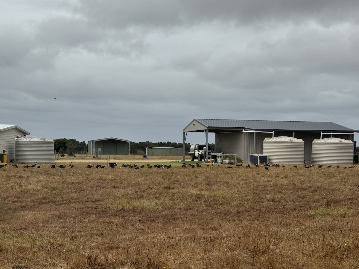 Straw-necked Ibis - ML646636389
