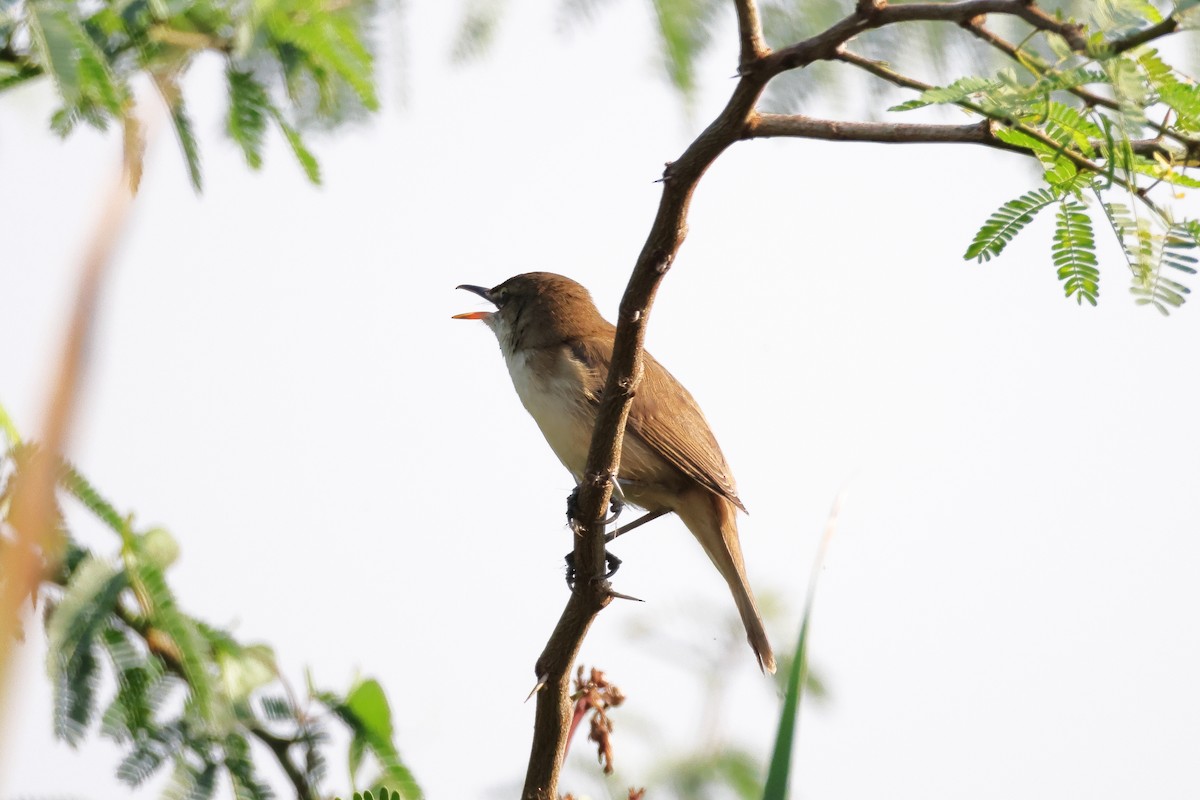 קנית אפריקנית - ML646636390