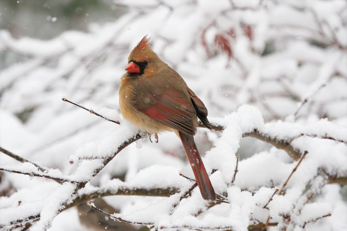 Kardinal arrunta - ML646636391