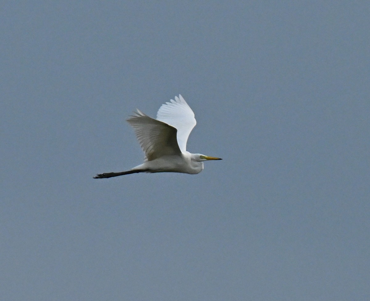 Great Egret - ML646636392