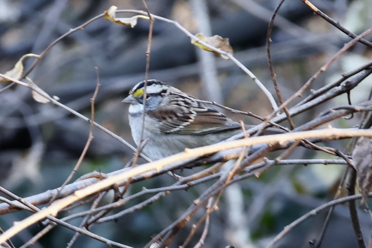 White-throated Sparrow - ML646636393