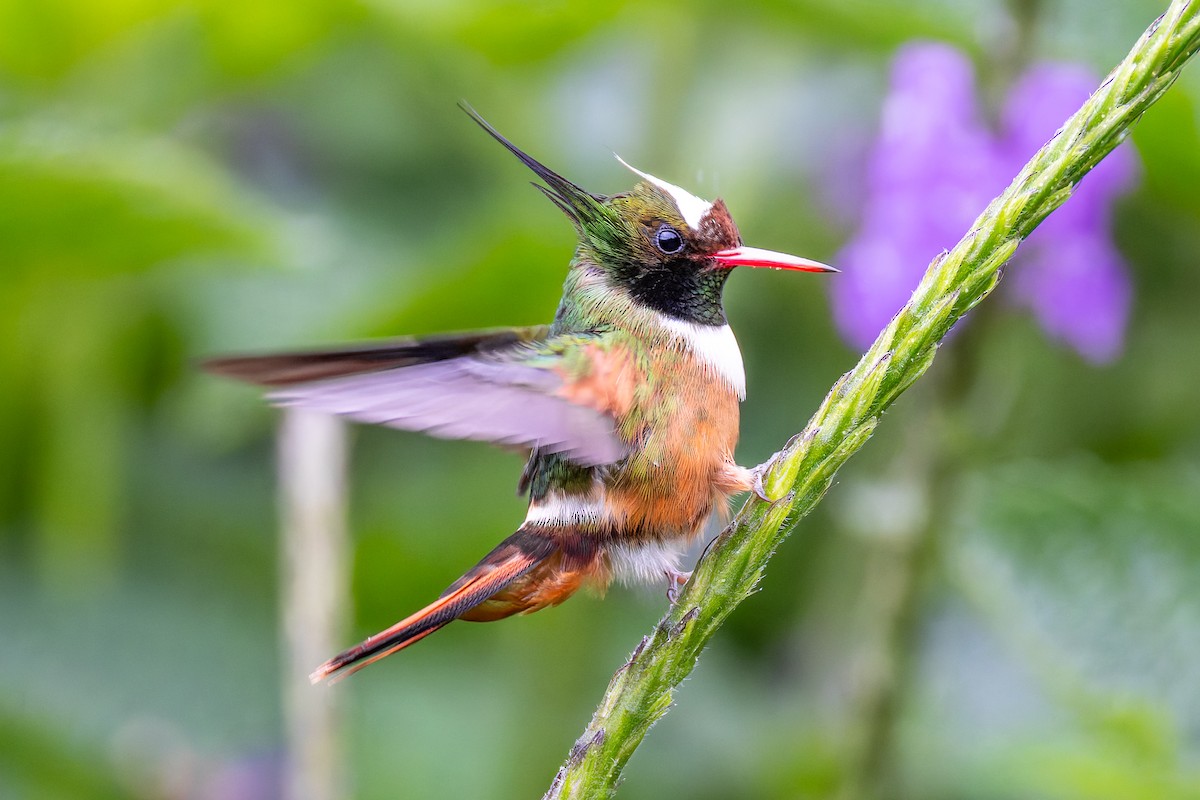 White-crested Coquette - ML646636399