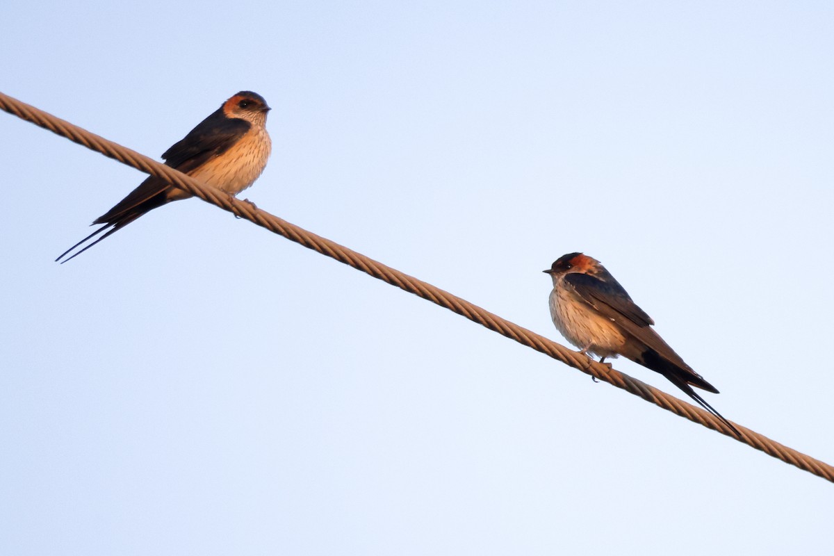 コシアカツバメ - ML646636401