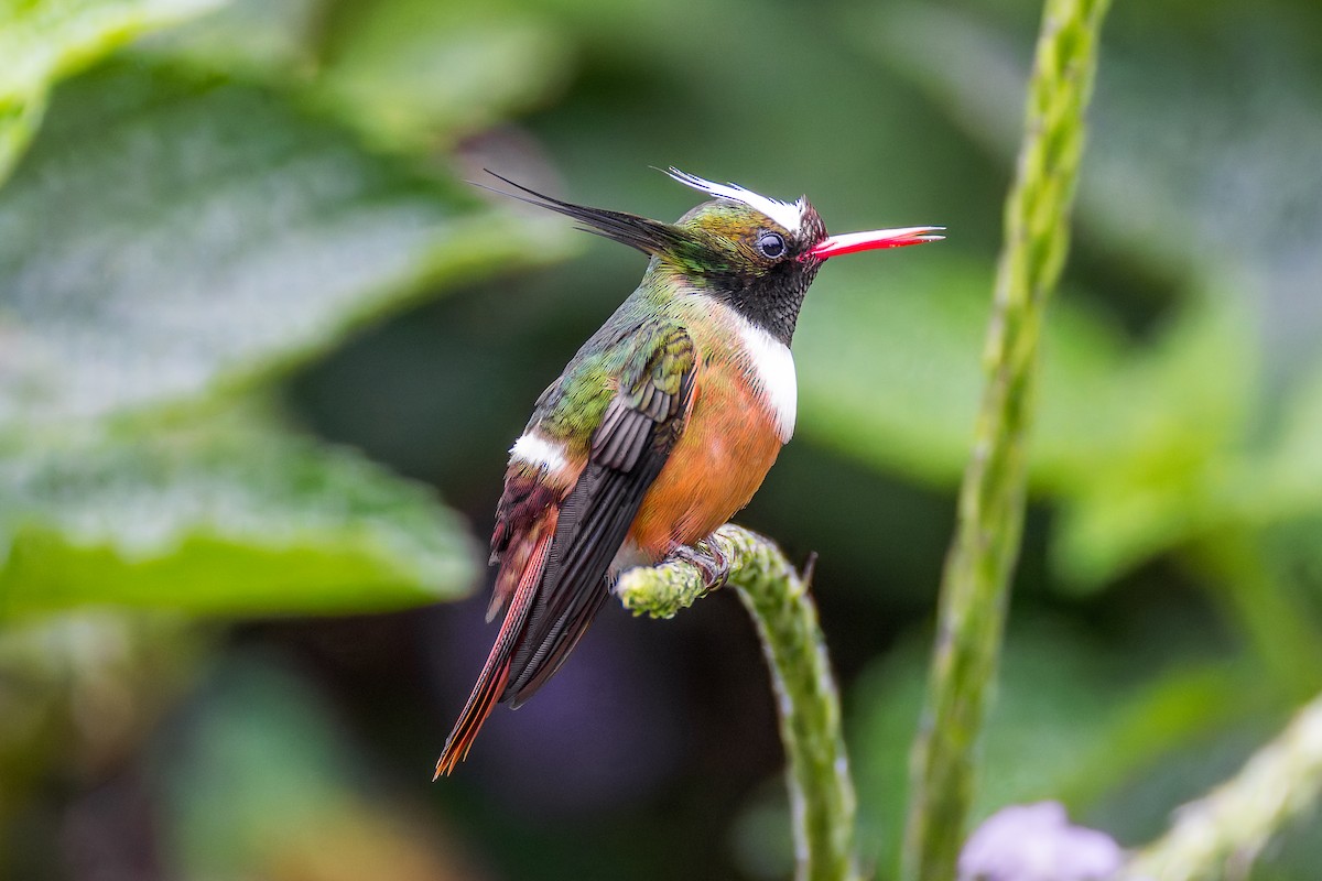 White-crested Coquette - ML646636415