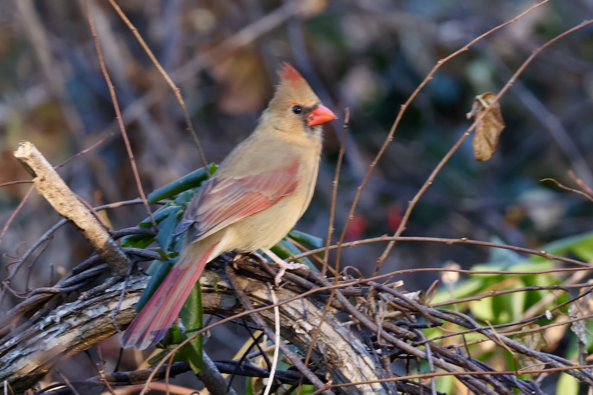 Northern Cardinal - ML646636417