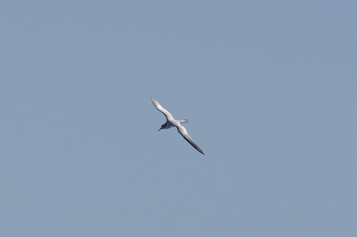 Крячок рябодзьобий - ML646636418