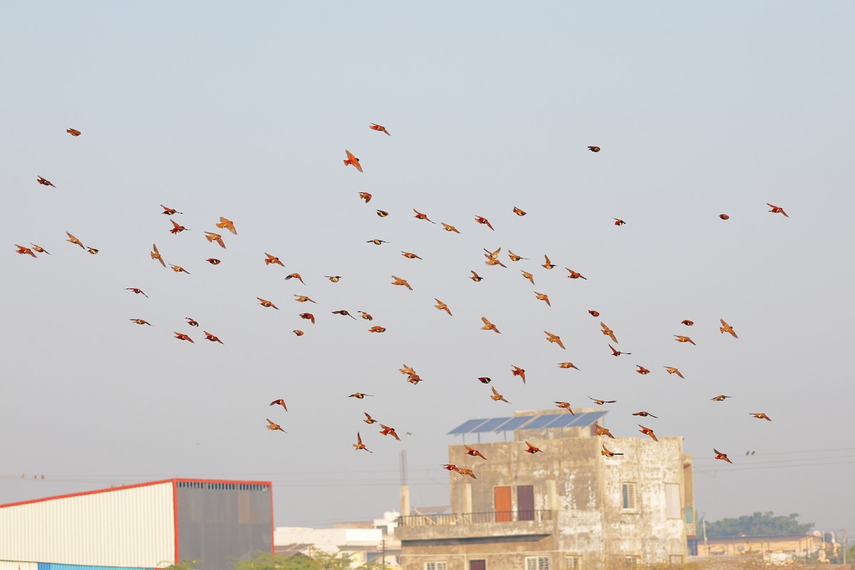 ギンパラ - ML646636420