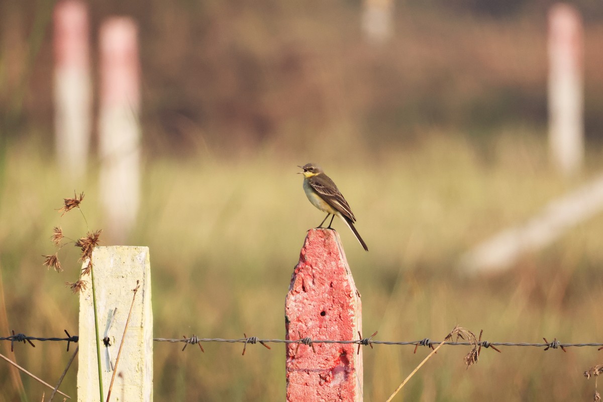 ニシツメナガセキレイ - ML646636448