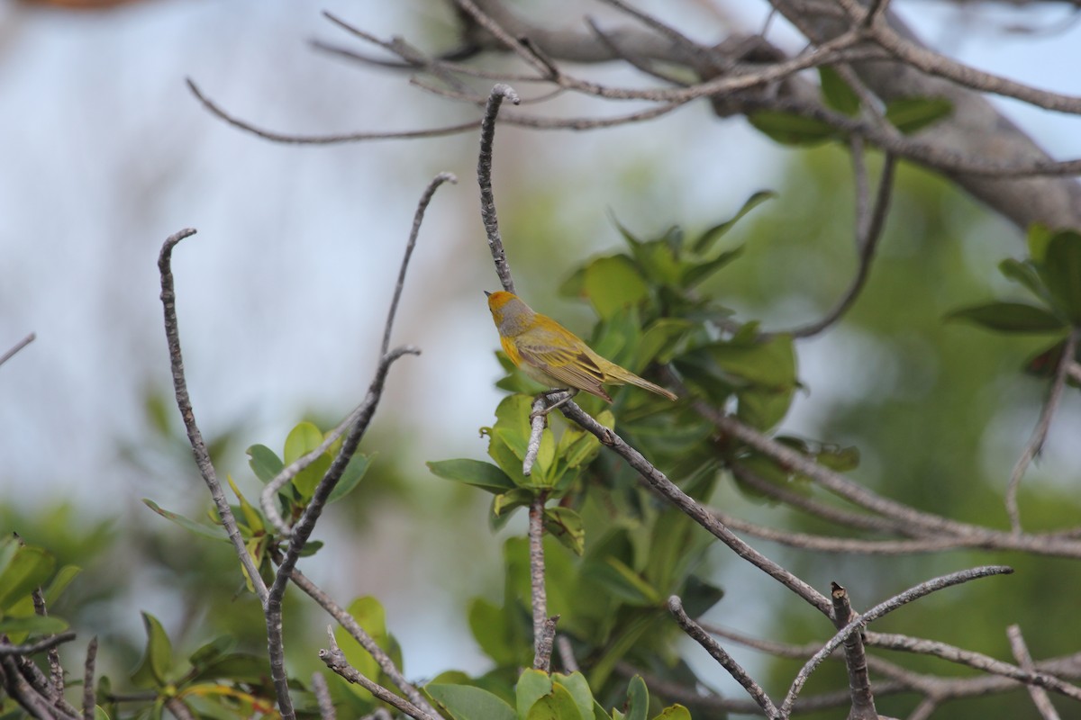 Paruline des mangroves (groupe albicollis) - ML646636449