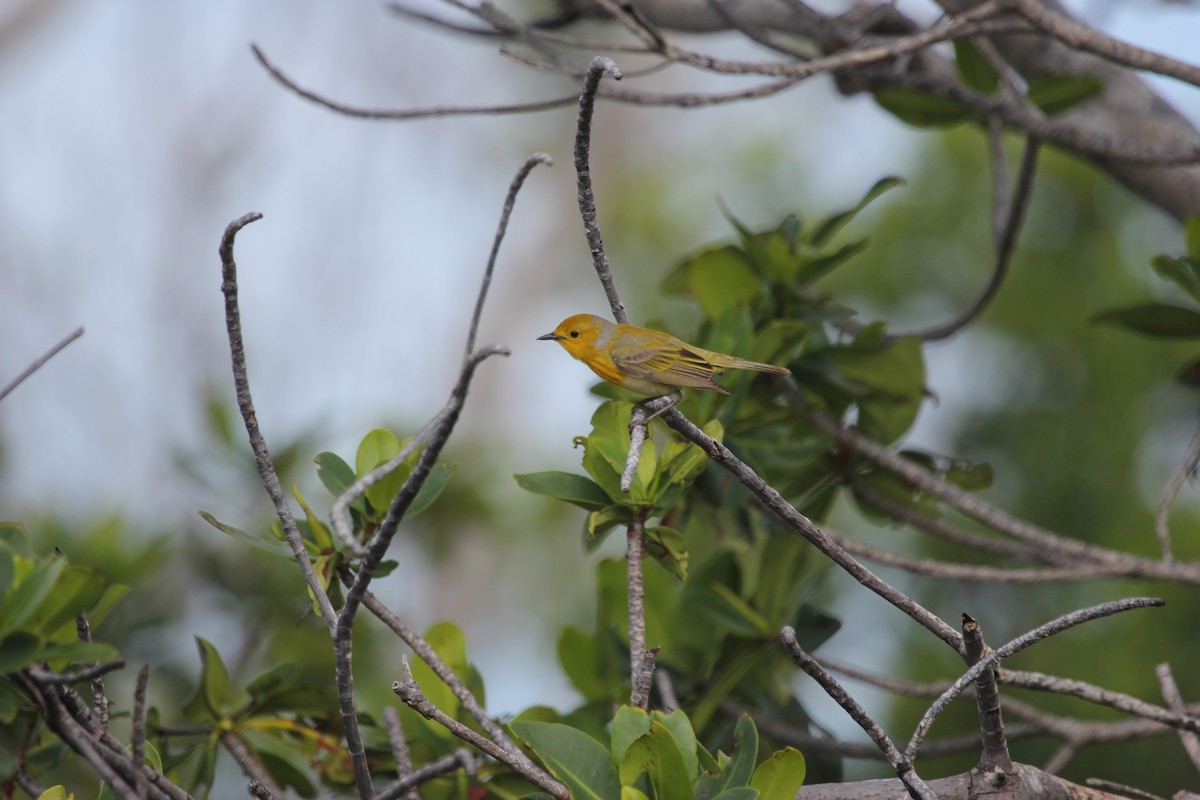 Paruline des mangroves (groupe albicollis) - ML646636450