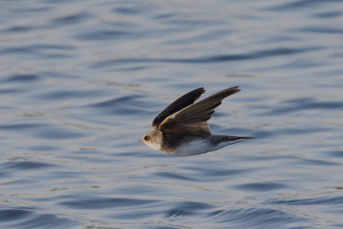 Берегова ластівка sp. - ML646636453