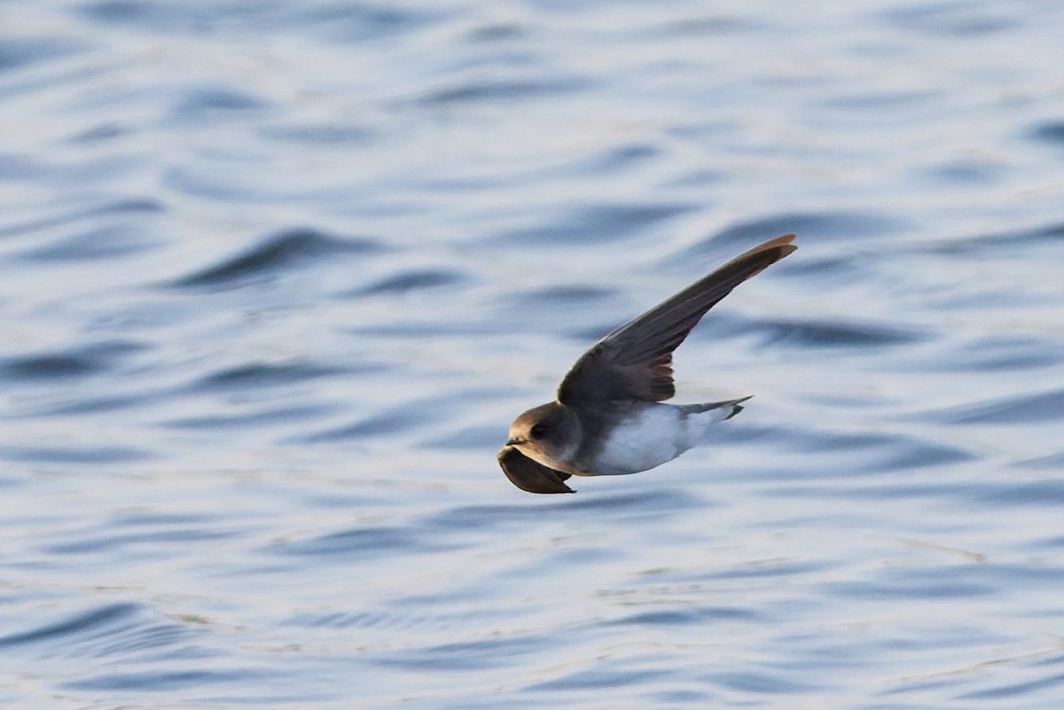 Берегова ластівка sp. - ML646636454