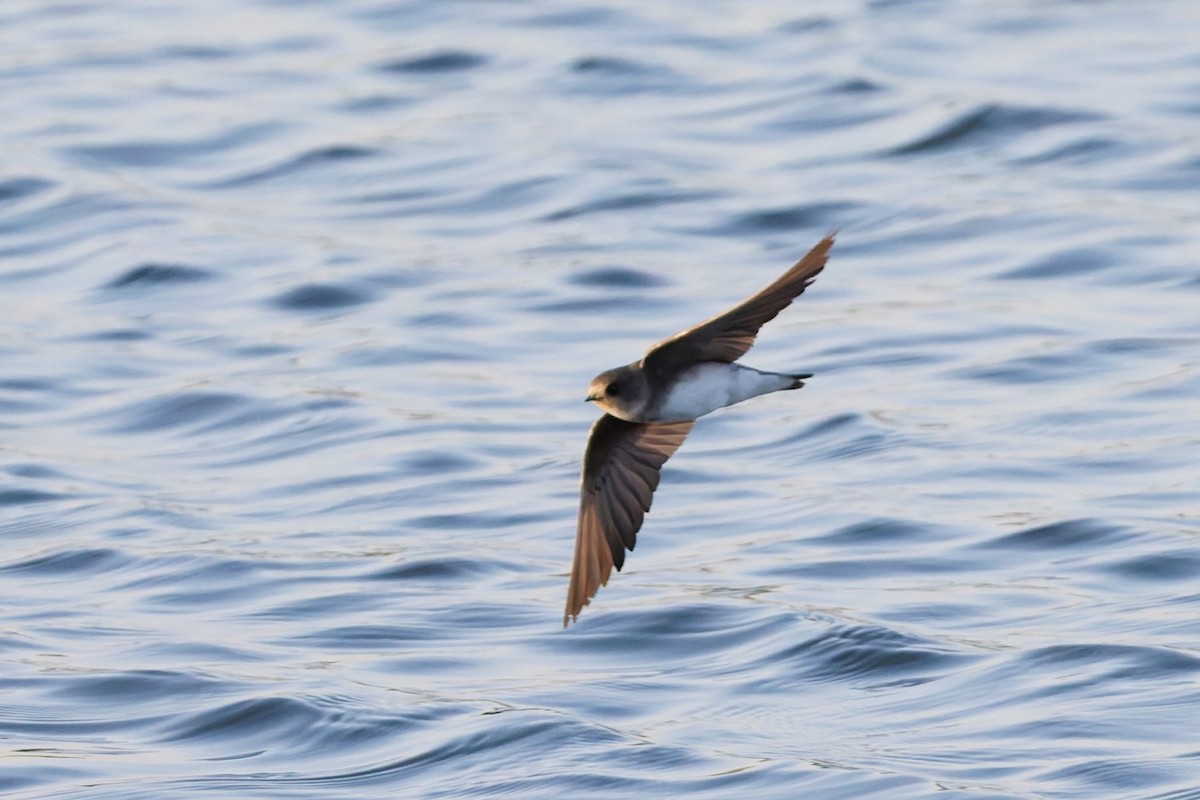 Берегова ластівка sp. - ML646636457