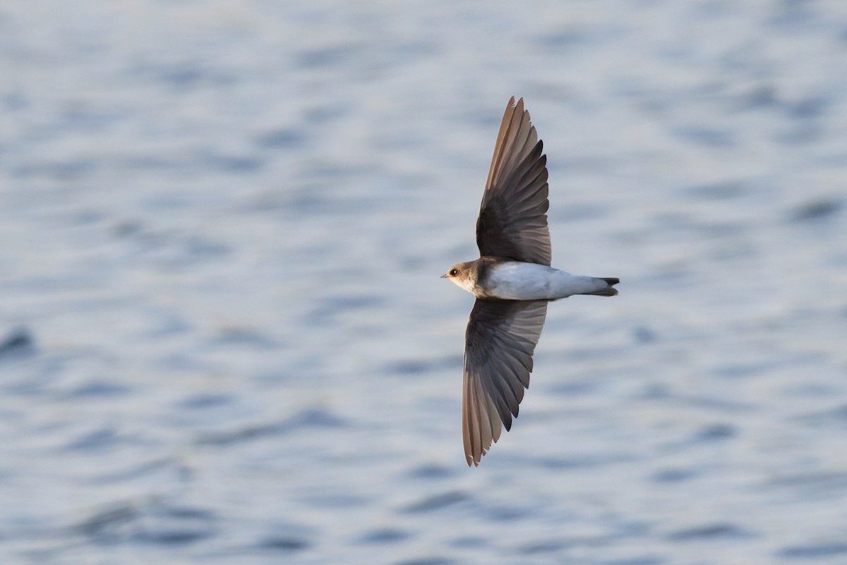 Берегова ластівка sp. - ML646636459