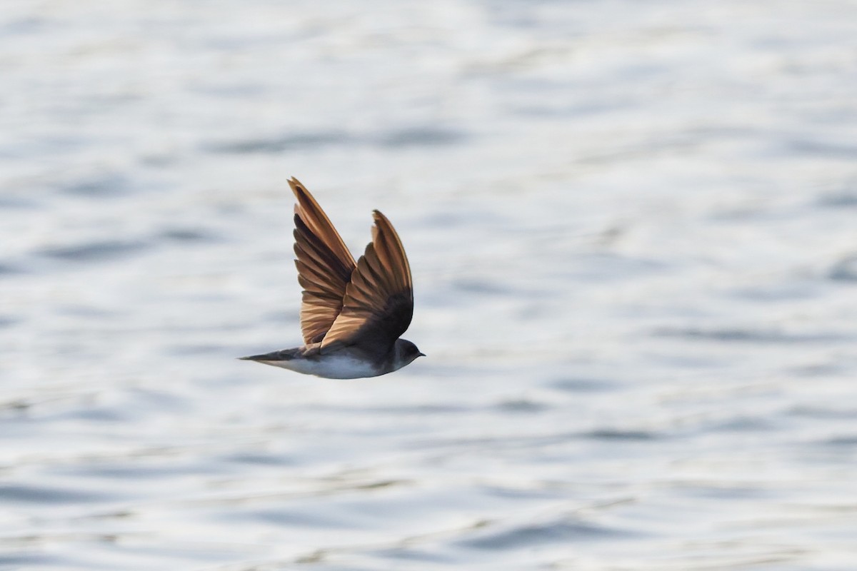 Берегова ластівка sp. - ML646636460