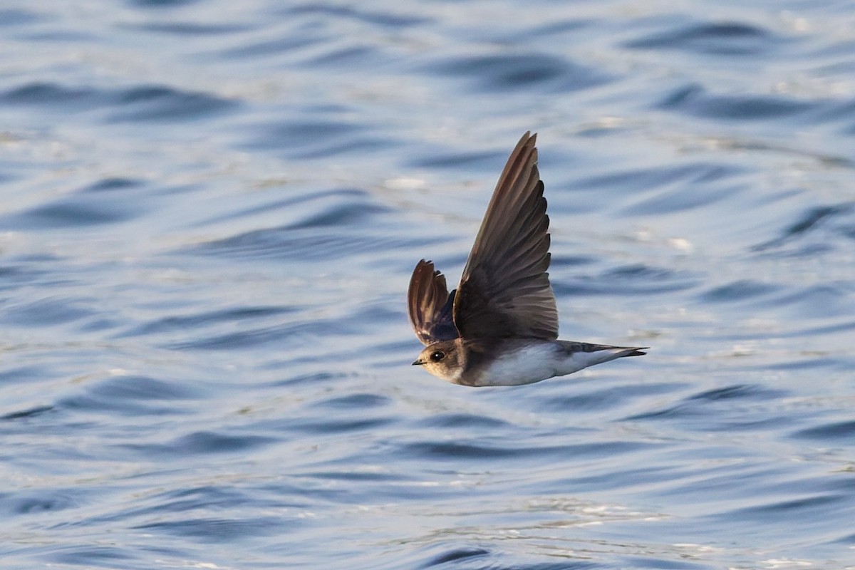 Берегова ластівка sp. - ML646636461