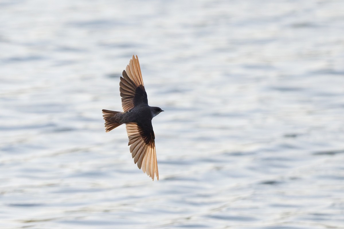 Берегова ластівка sp. - ML646636462