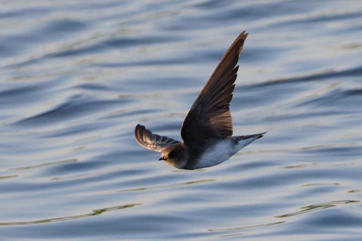 Берегова ластівка sp. - ML646636463