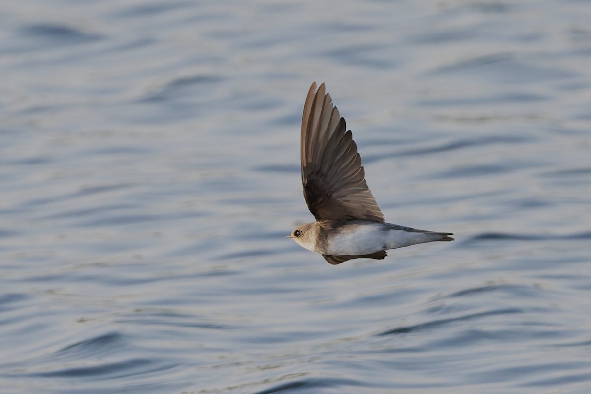 Берегова ластівка sp. - ML646636464