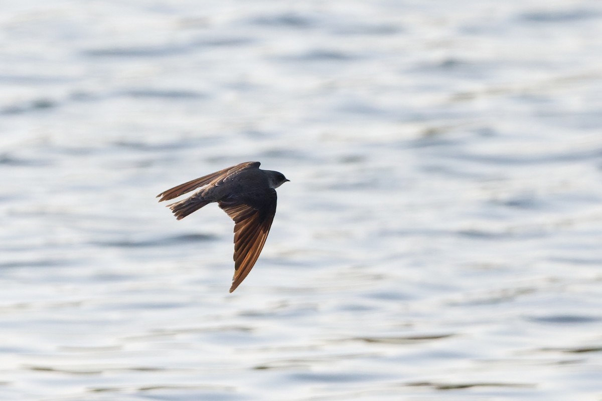 Берегова ластівка sp. - ML646636465