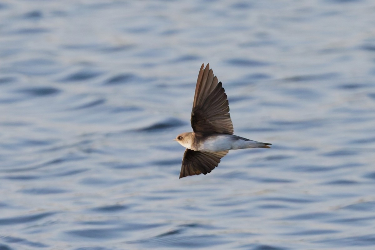 Берегова ластівка sp. - ML646636466