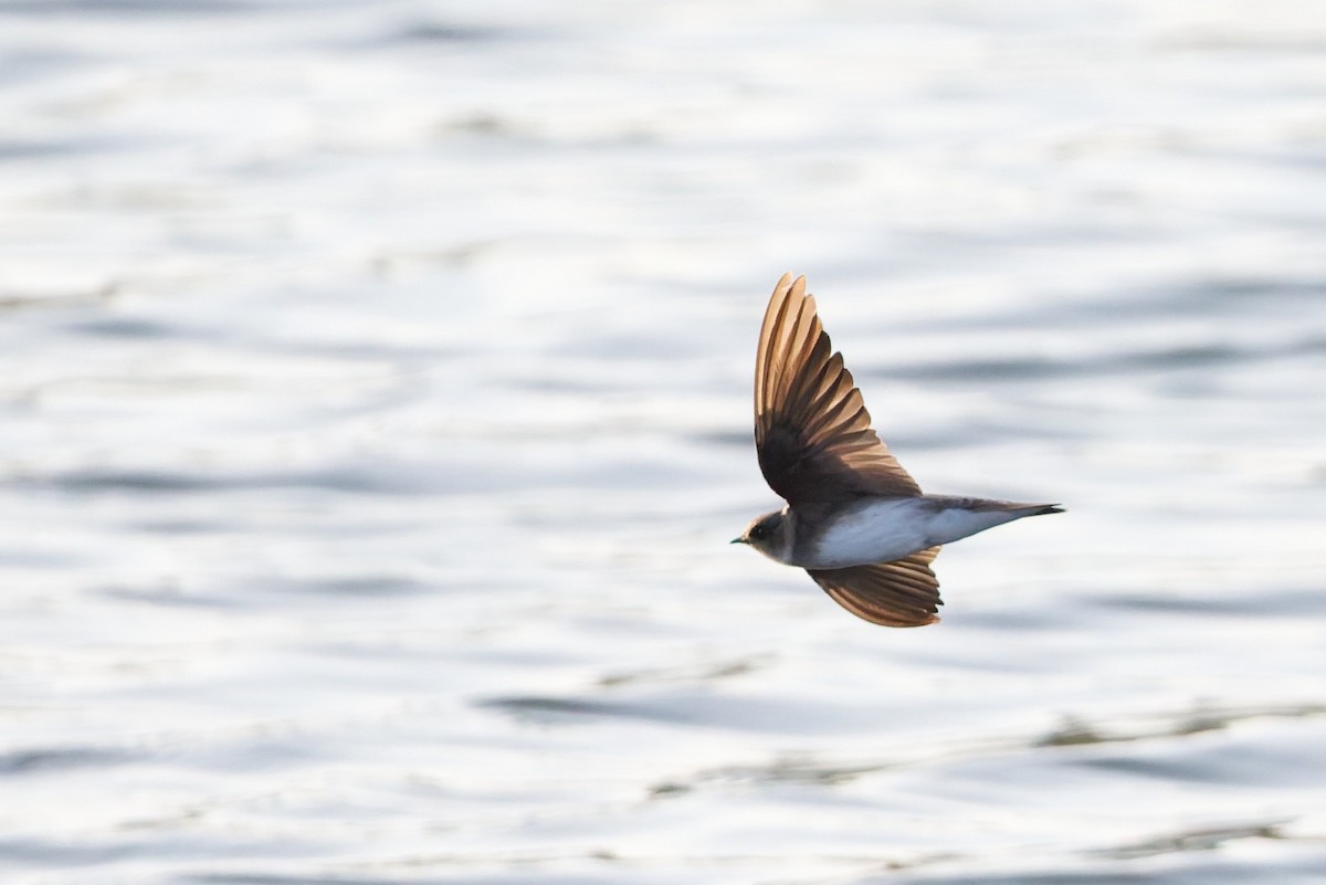 Берегова ластівка sp. - ML646636467