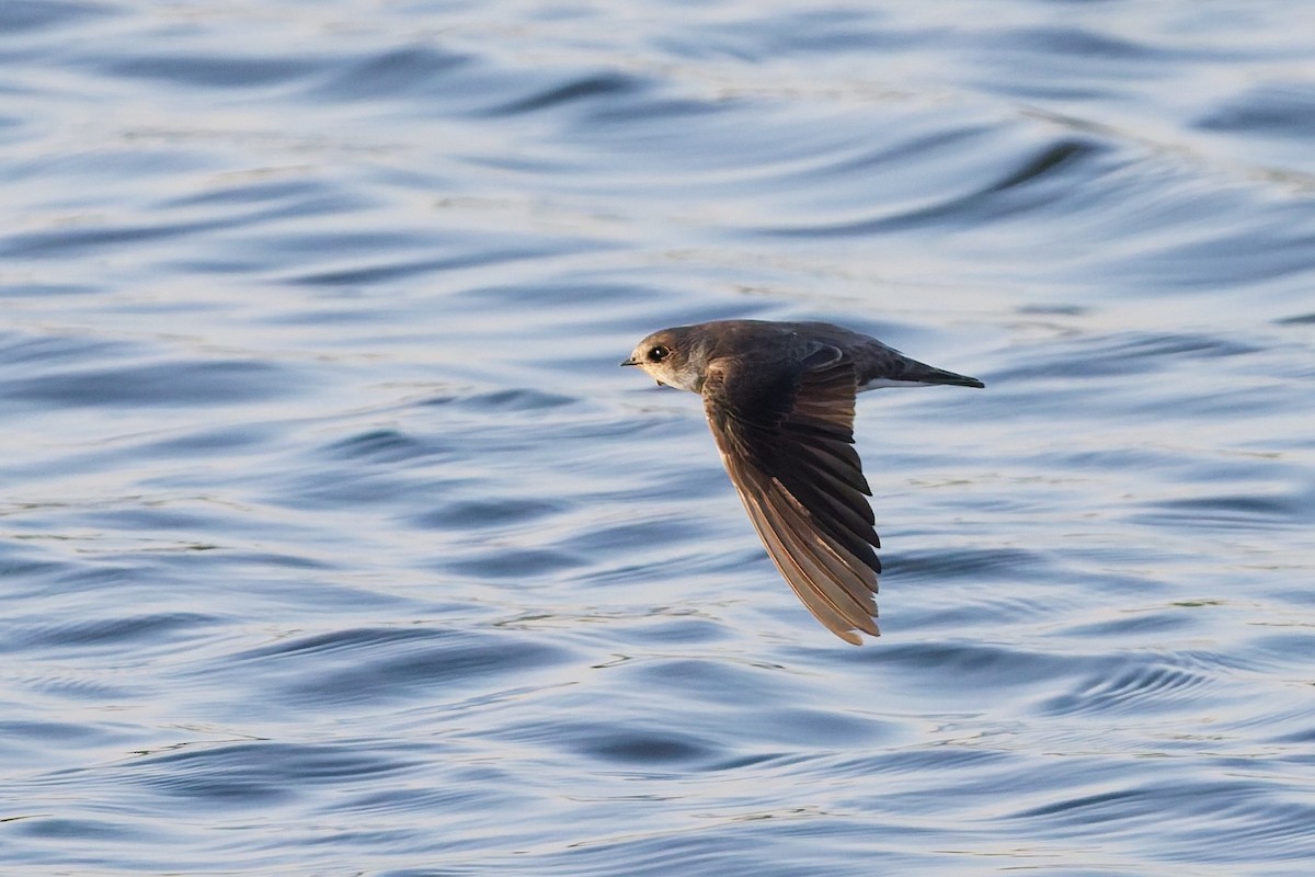 Берегова ластівка sp. - ML646636468