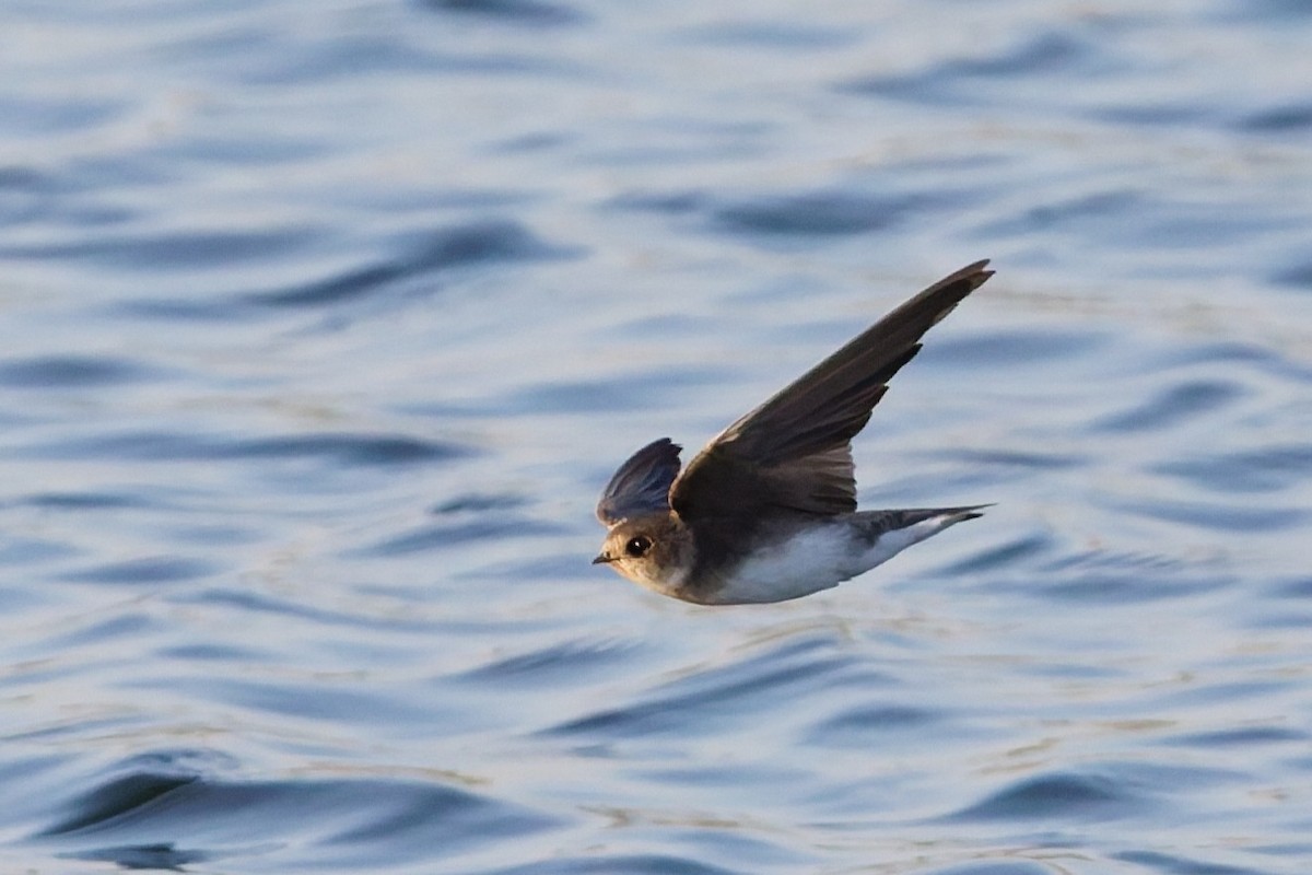 Берегова ластівка sp. - ML646636469