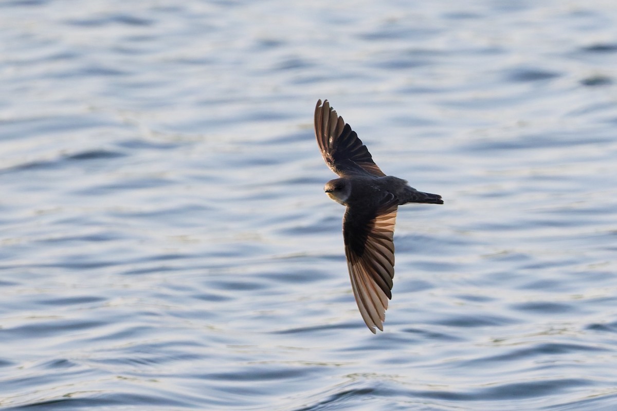 Берегова ластівка sp. - ML646636470