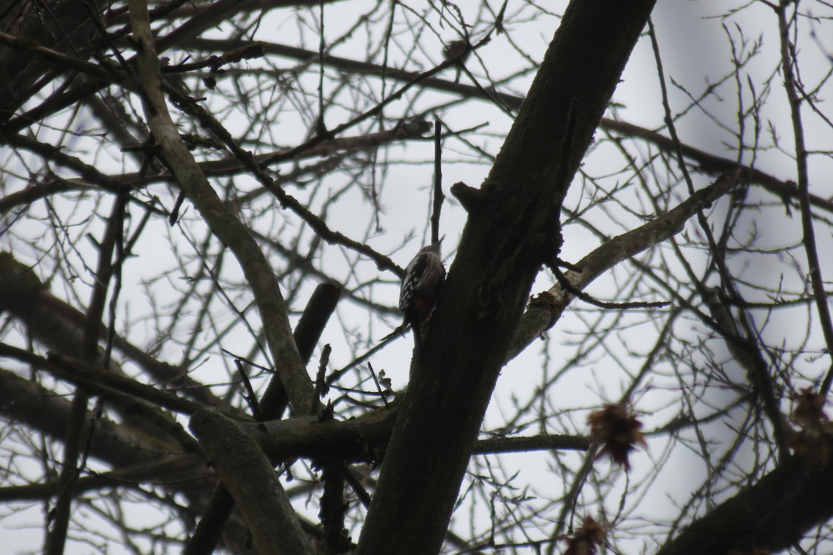 Средний пёстрый дятел - ML646636471