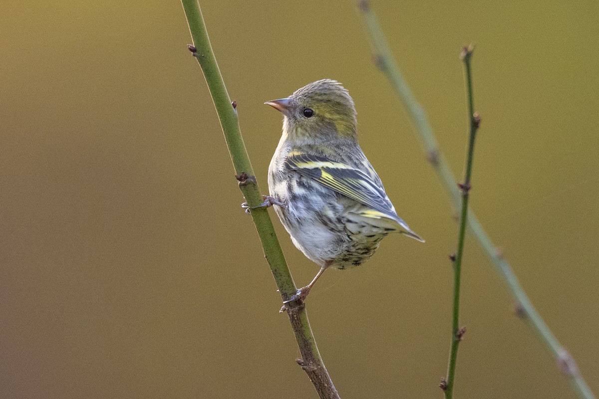 Eurasian Siskin - ML646636491