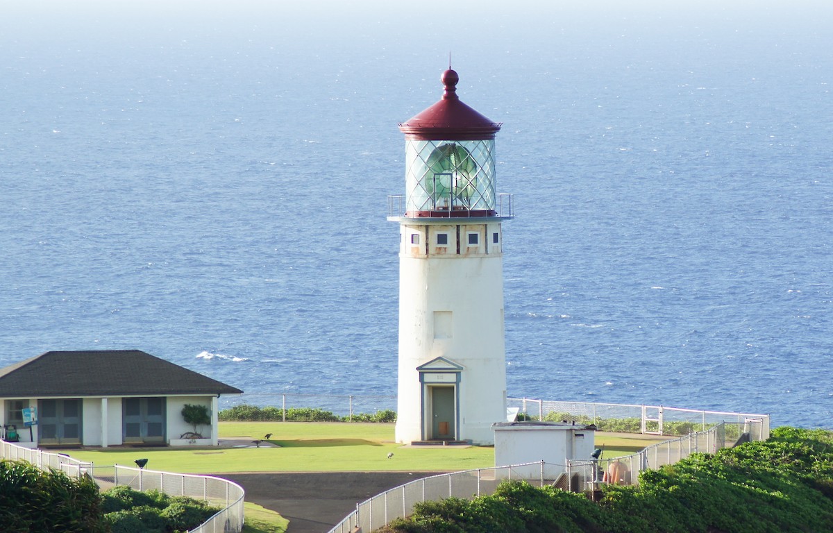 Hawaiian Goose - ML646636492